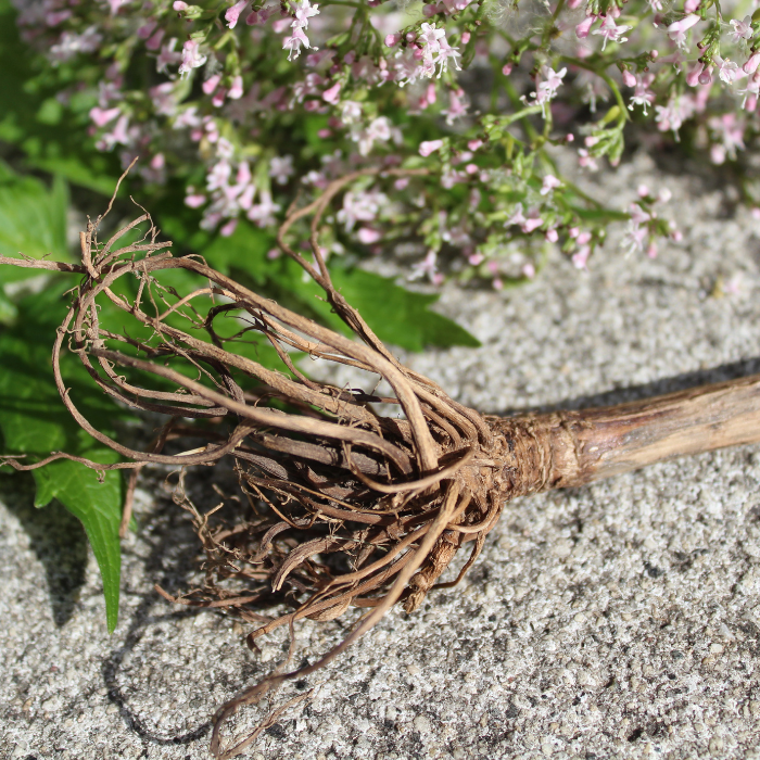 Valerian Essential Oil