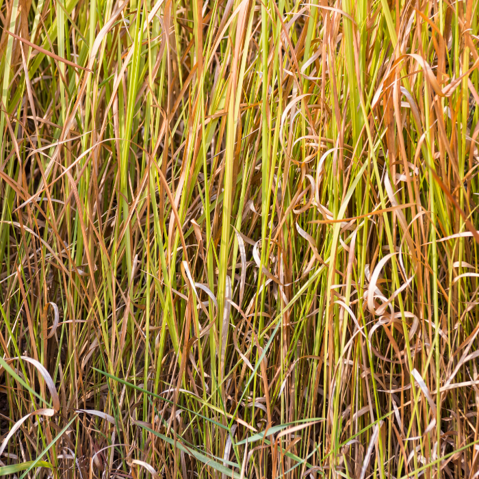 Vetiver Essential Oil