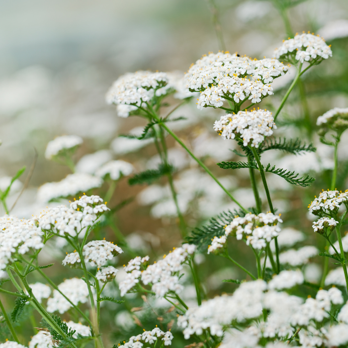 Yarrow Essential Oil