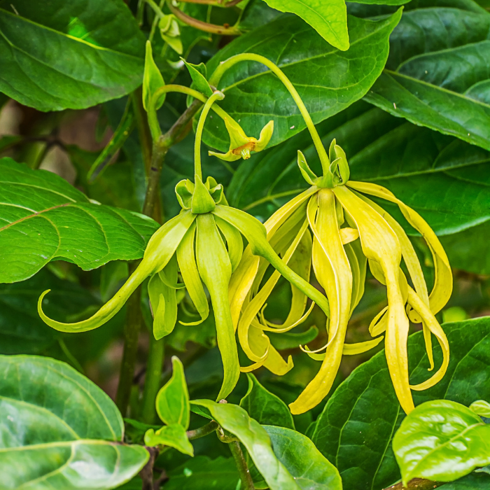 Ylang Ylang Essential Oil