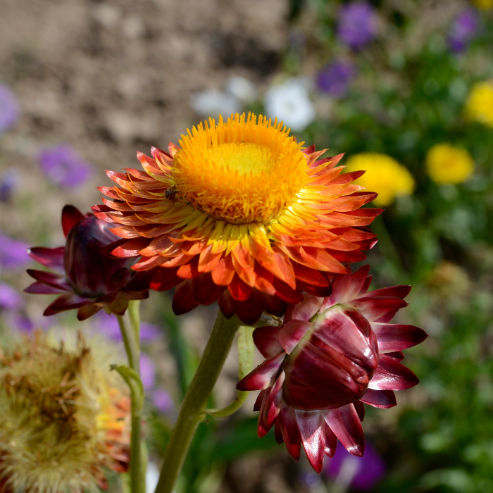 Helichrysum Bracteiferum Essential Oil